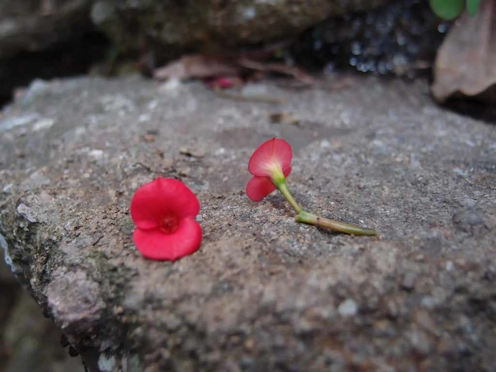 Poppy earrings by Shrieking Violet® Sterling silver drop dangle teardrop earrings with tiny flowers